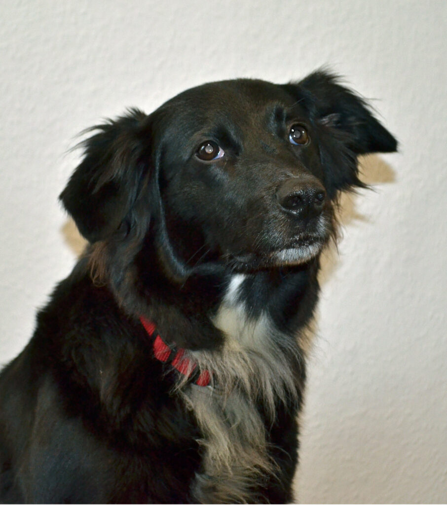 Frida Bürohund Barnstorf