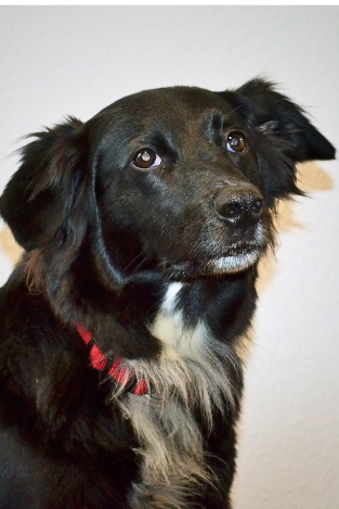 Frieda Bürohund Hundeportrait schwarzer Hund und langem Fell und weiß am Hals
